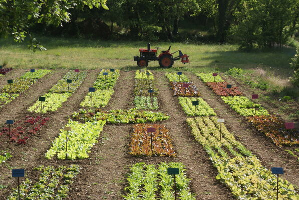 Le potager d'un curieux