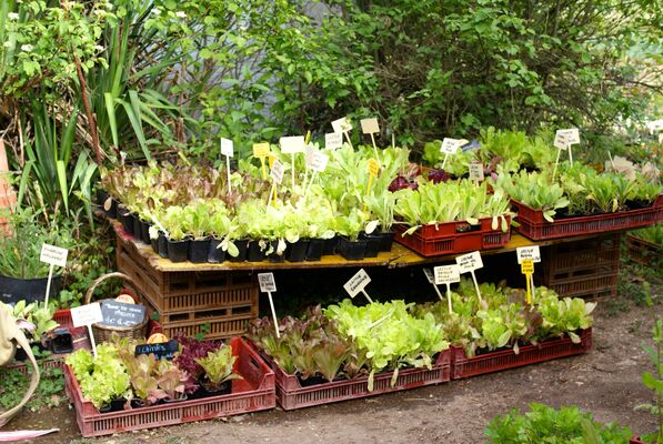 Le potager d'un curieux