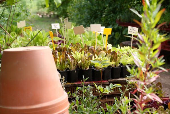 Le potager d'un curieux