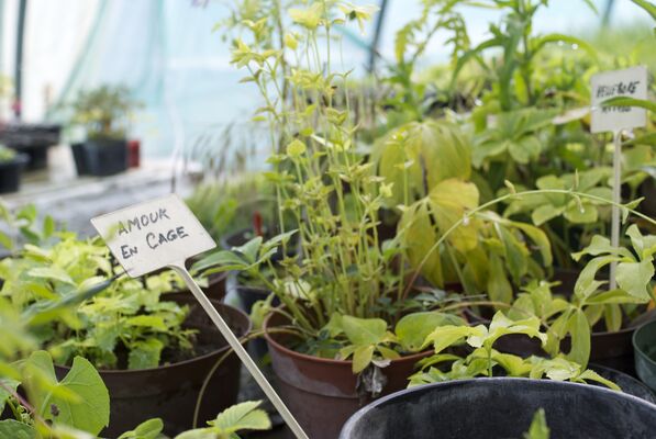 Le potager d'un curieux