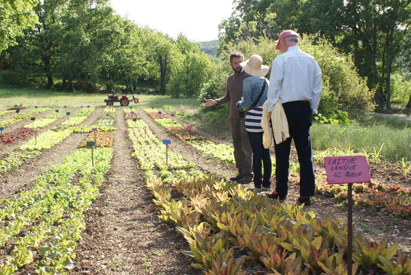 Le potager d'un curieux