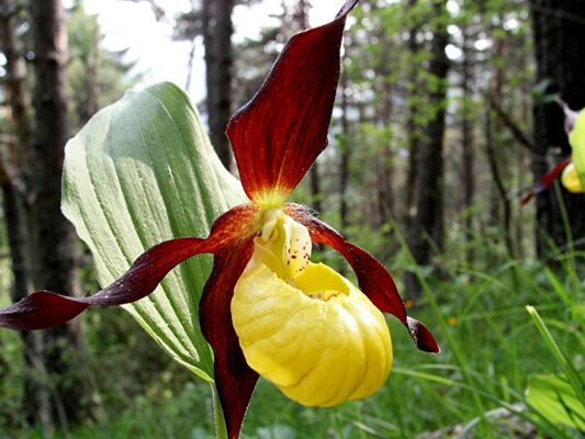 Sabot de Vénus sur les Cascadelles