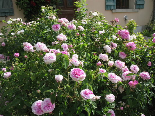 Jardin - Maison de la Botanique