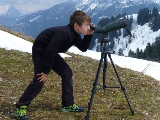 Observation faune