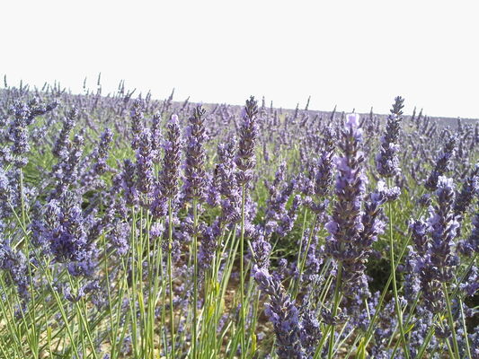 Lavande