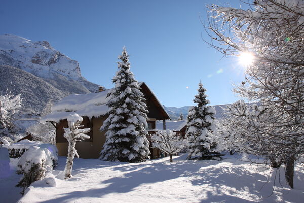 Acacia hiver
