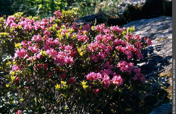 rhododendrons
