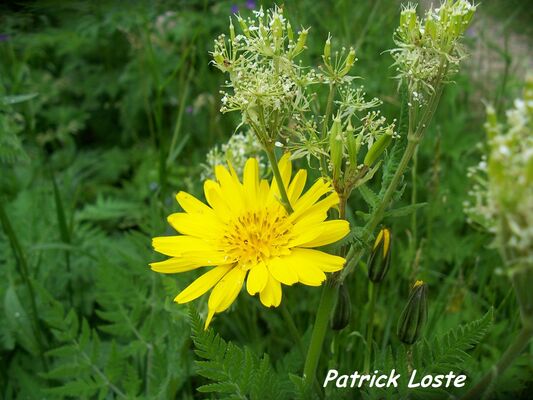 Cueillette et cuisine des plantes sauvages