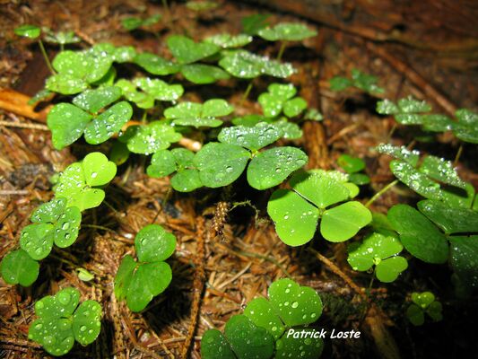 Cueillette et cuisine des plantes sauvages