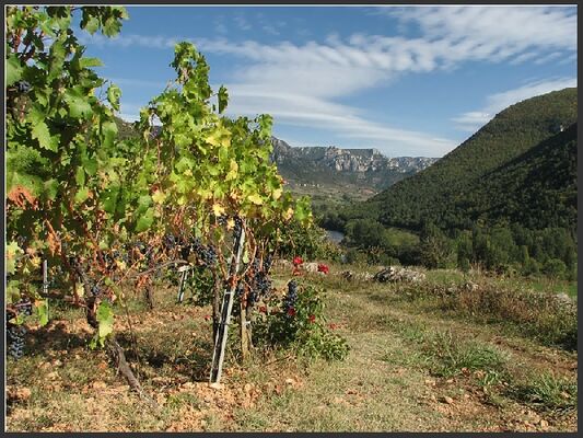 Domaine du Vieux Noyer