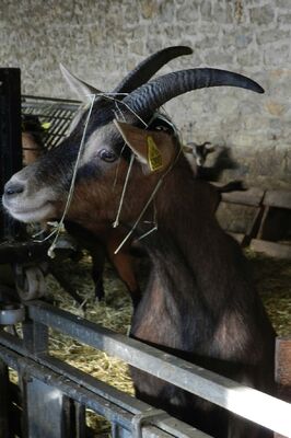 Ferme Pédagogique et d'Animation de Prignolles