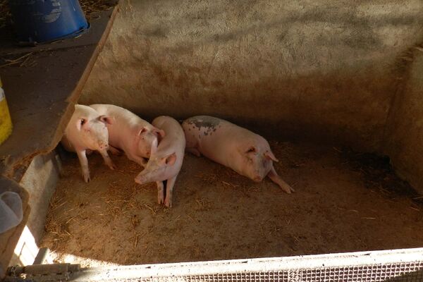 Ferme Pédagogique et d'Animation de Prignolles