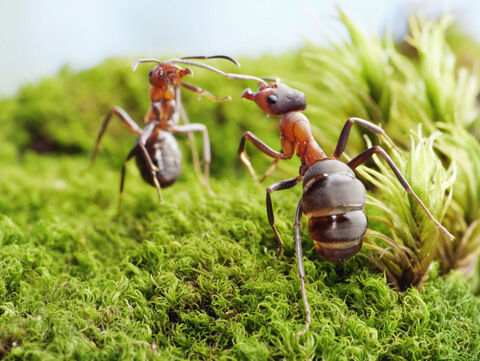 MICROPOLIS La cité des insectes