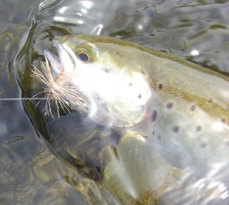 Truite de la Dourbie prise en sèche au Tenkara