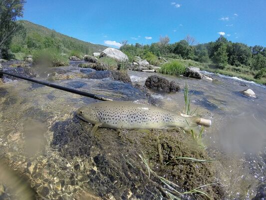 Truite du Tarn