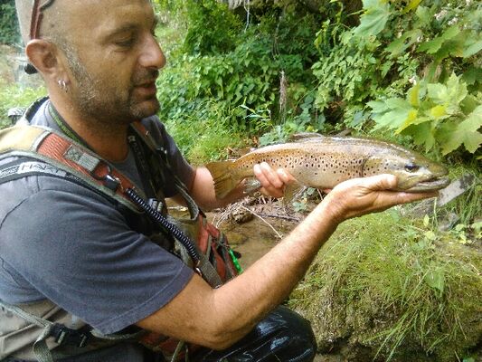 Truite du Tarn 50cm prise aux leurres