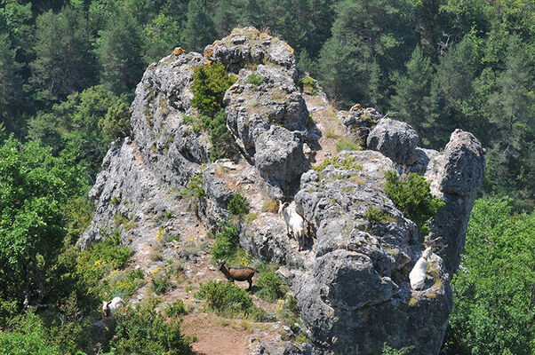 Le Gîte des Vautours
