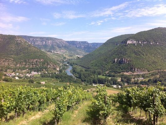 les vignes vue sur les gorges