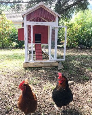 Nos poules