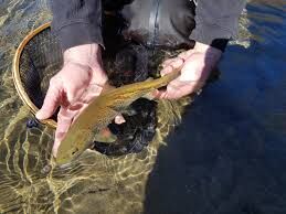Pêche à la truite