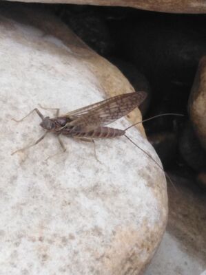 March brown ou rythrogena Germanica