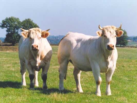 Boeuf charolais