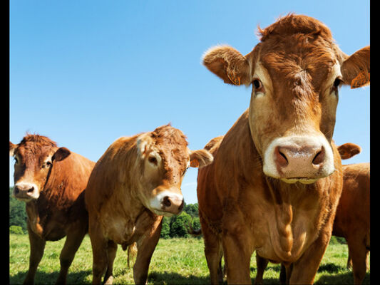 Boeuf - producteurs locaux - La chapelle caro - Morbihan
