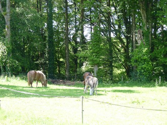 Chambres d'hôtes Métairie de la Béraudaie ânes et chevaux - Bohal - Morbihan - Bretagne