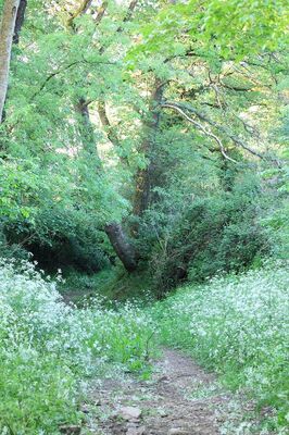 Chemin-creux-de-la-Pinelais---Montfort