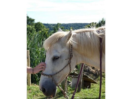 les-chevaux-du-vent-la-claie-des-landes