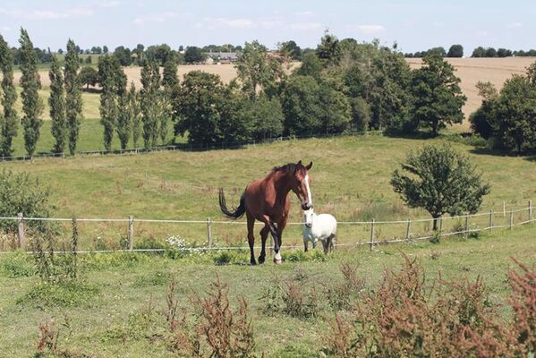 Pature chevaux Gite la Hulotte -St-Malon-sur-Mel