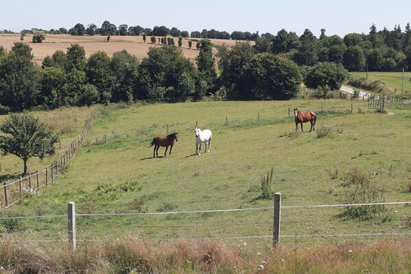 Pature chevaux La Hulotte - St-Malon-sur-Mel