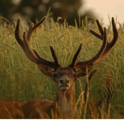 Sortie brâme du cerf