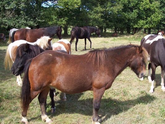 cheval Brocéliande - centre équestre - Tréhorenteuc - Morbihan