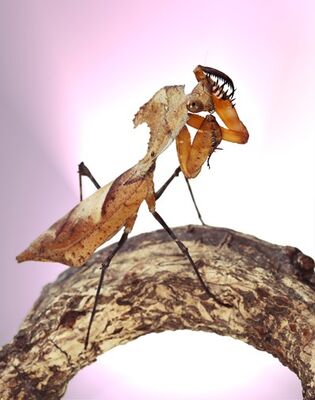 insectarium