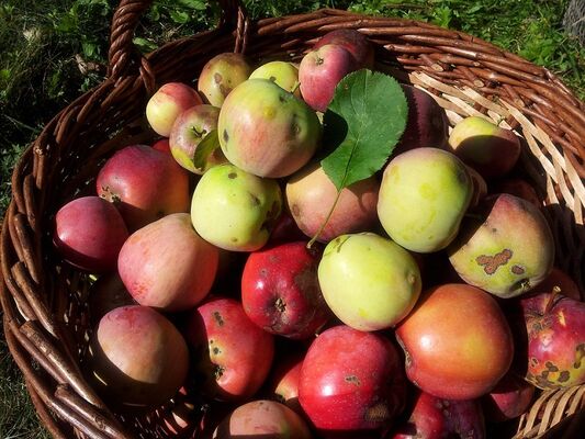 pommes