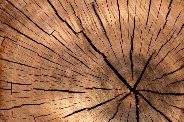 Trognes