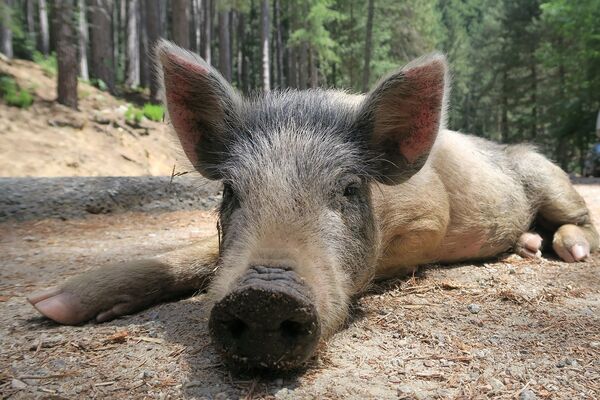 Cochon Porc Salaisons