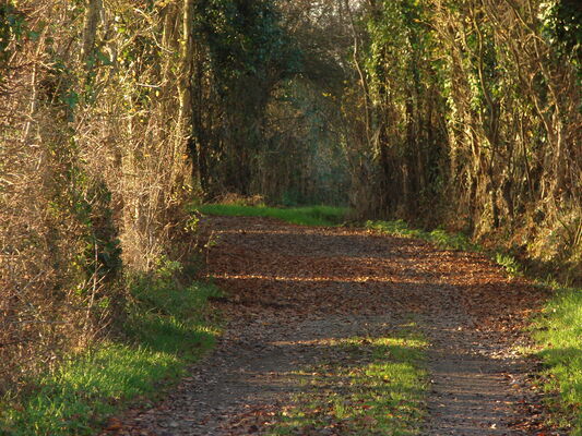 les chemins creux de St denis d'Anjou