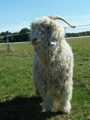 FMA-mohair-du-maine-03