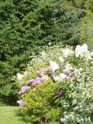 Fleurs et paysages (6)