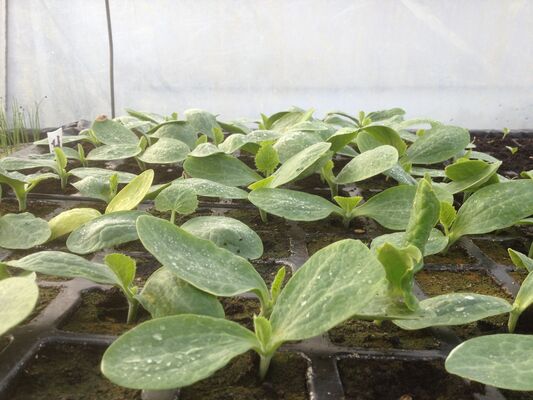 plants
