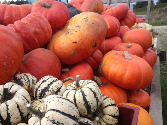 courges
