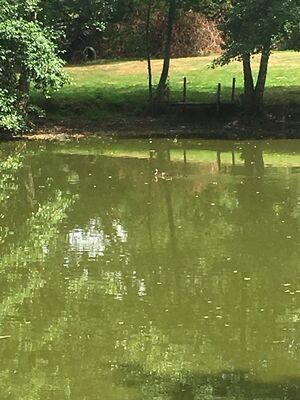 Fishing Lake mainly Carp and Tench