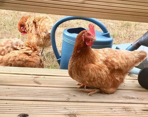 Free range Chickens