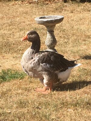 Goose