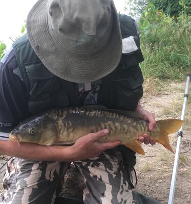 Carp from lake