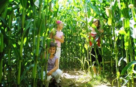 Labyrinthe de maïs Jardins des renaudies colombiers du plessis mayenne DIdillon