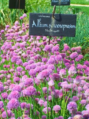PCU-jardin-medieval-de-la-source