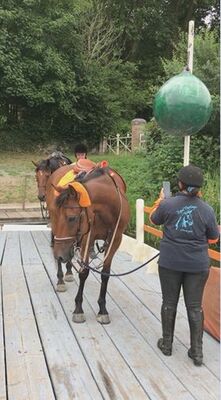 bac mayenne ménil chevaux